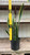 SANSEVIERIA ASST 10"